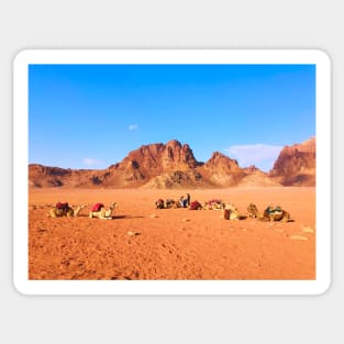 Camels in Desert Sticker